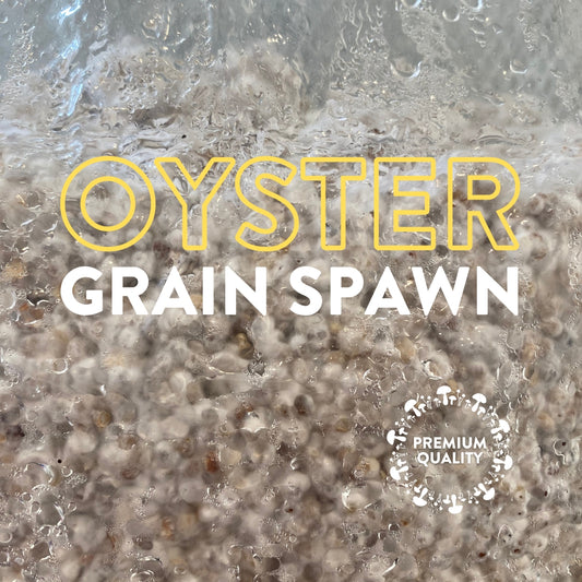 Oyster Grain Spawn