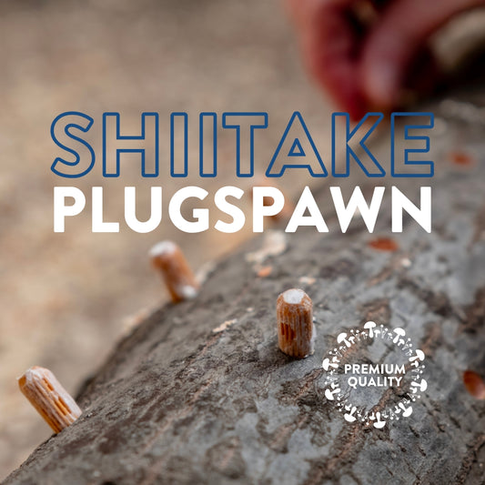 Shiitake Plug Spawn